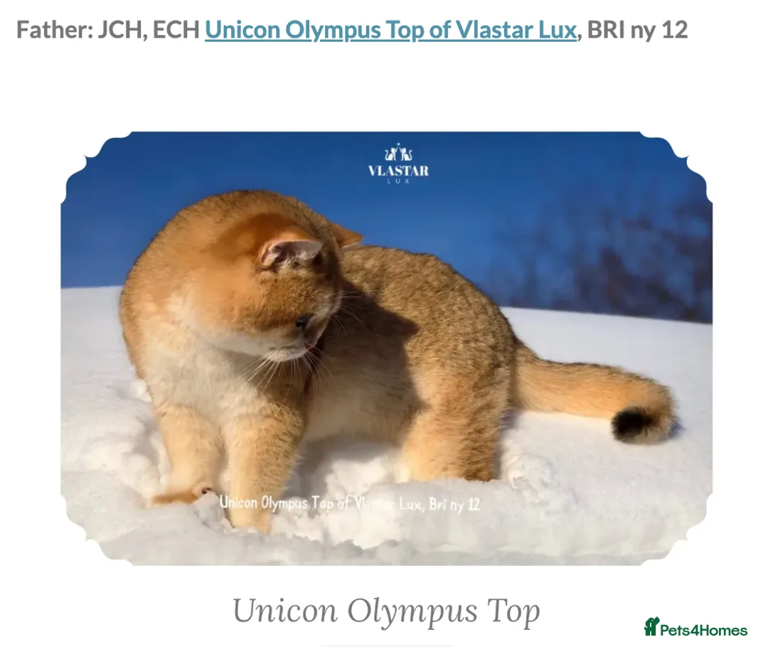 British Shorthair cats for sale: British Shorthair BSH Black Golden Chinchilla CP - Advert 7