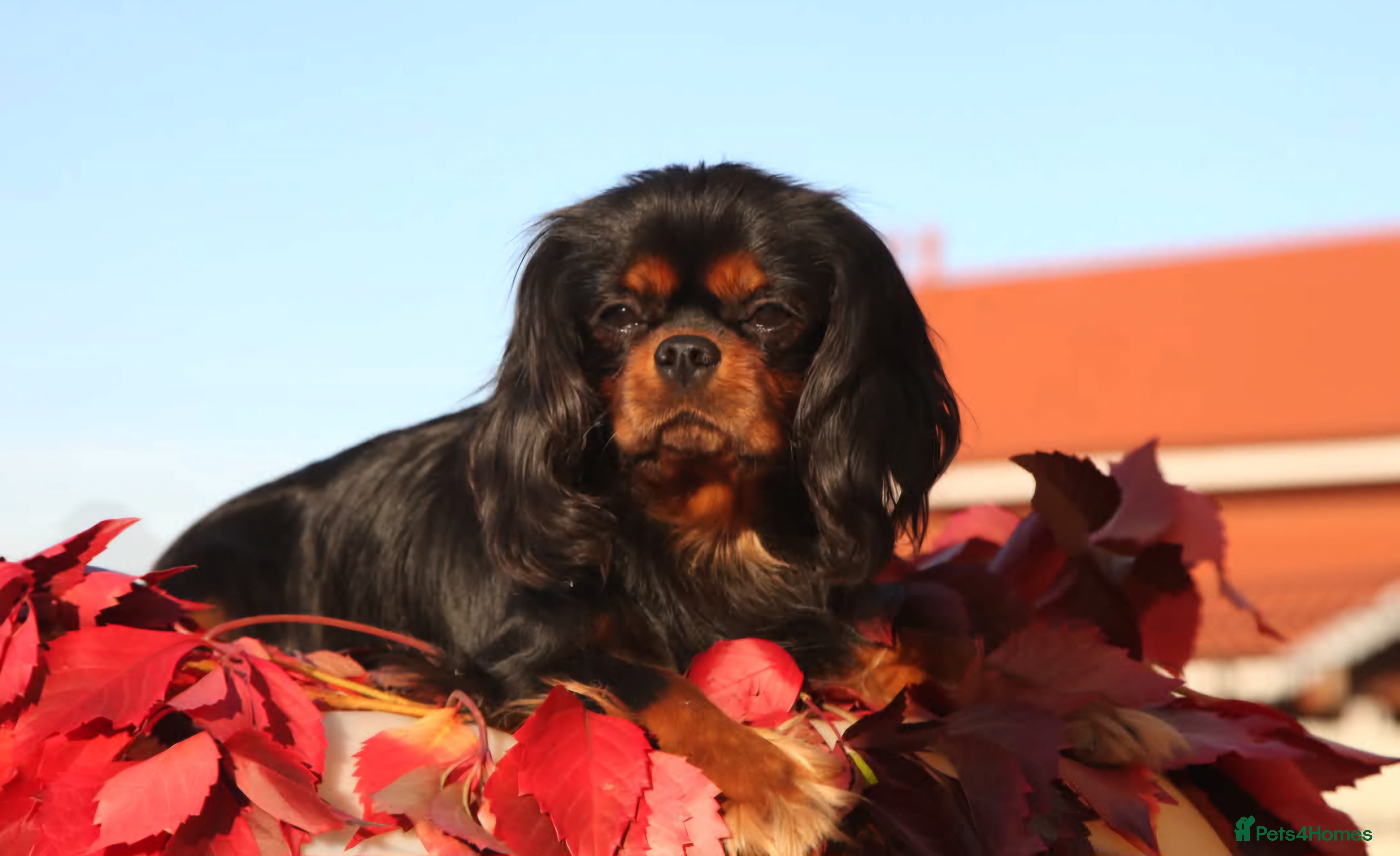 Cavalier King Charles Spaniel dogs Kc health tested black and tan in Wisbech - Advert 9