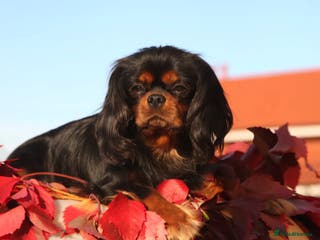 Cavalier King Charles Spaniel dogs Kc health tested black and tan in Wisbech - Advert 9