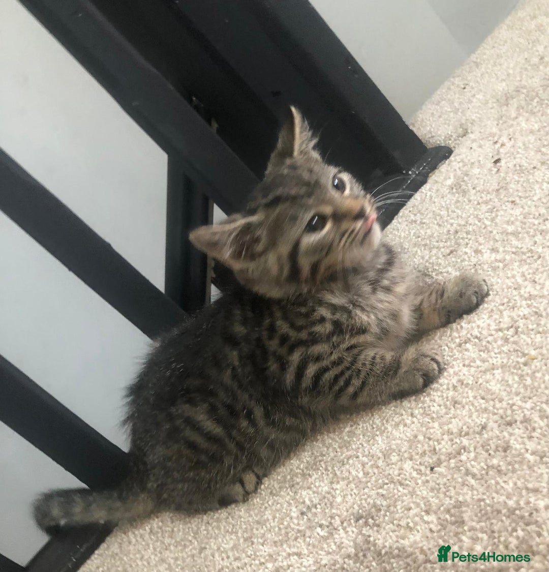 Mixed Breed cats for sale: Gorgeous Tabby Girl Kittens Ready  - Image 19