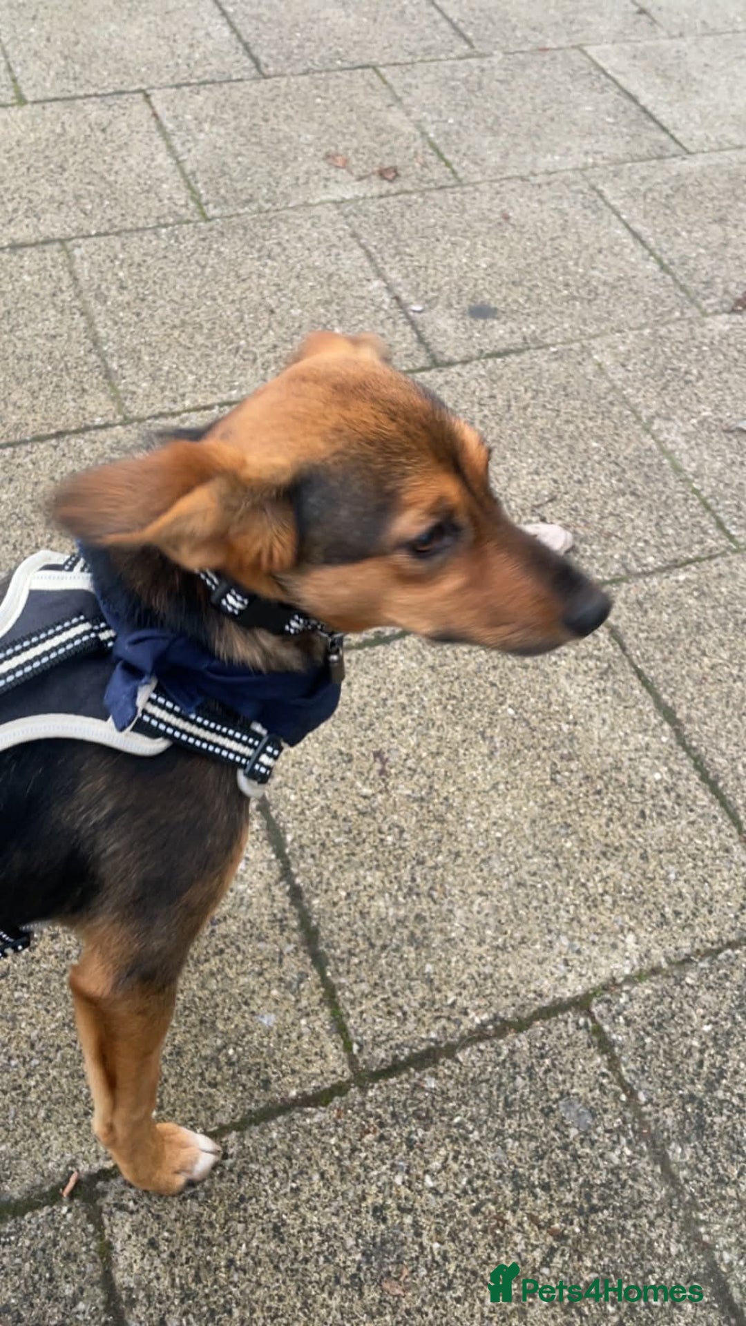 Mixed Breed dogs for adoption: Megan  - Advert 1