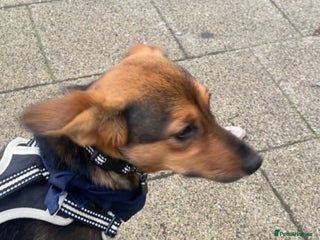 Mixed Breed dogs Megan - Advert 2