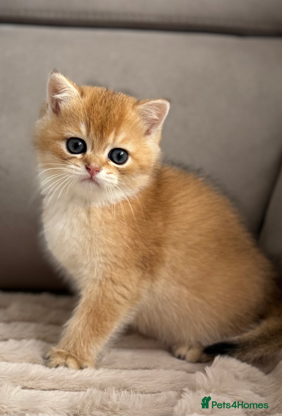 British Shorthair cats for sale: 🌟 Last two beautiful  Golden BSH girls 🌟 - Advert 38