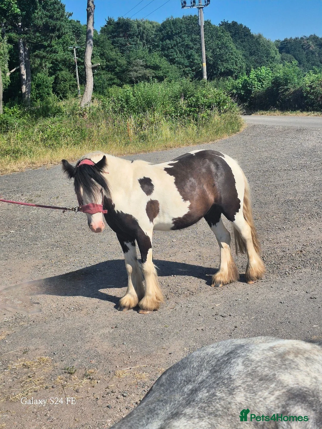 Irish Cob horses for sale: 3 year old cob for sale! in Willenhall - Advert 2