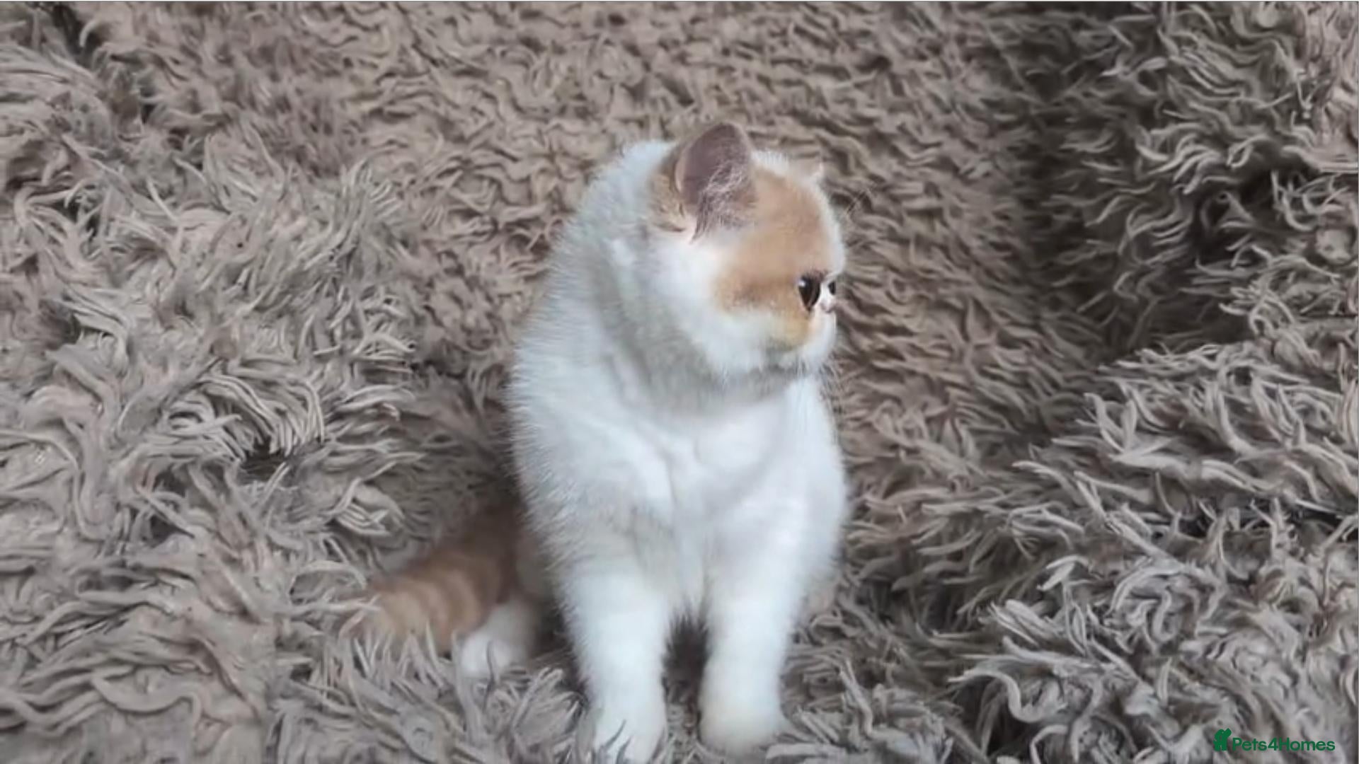 Persian cats GCCF Female Persian Kitten - Advert 1