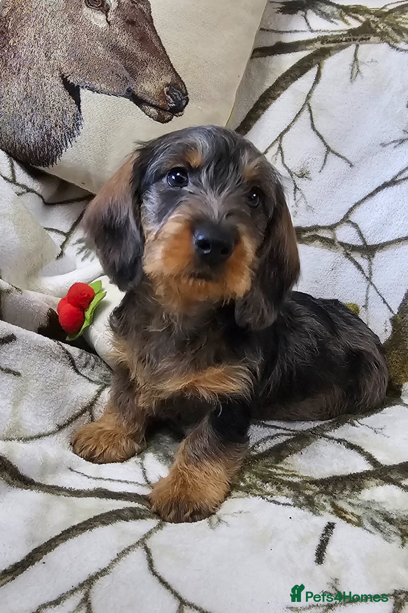 Dachshund dogs STANDARD WIREHAIRED DACHSHUNDS  - Advert 2