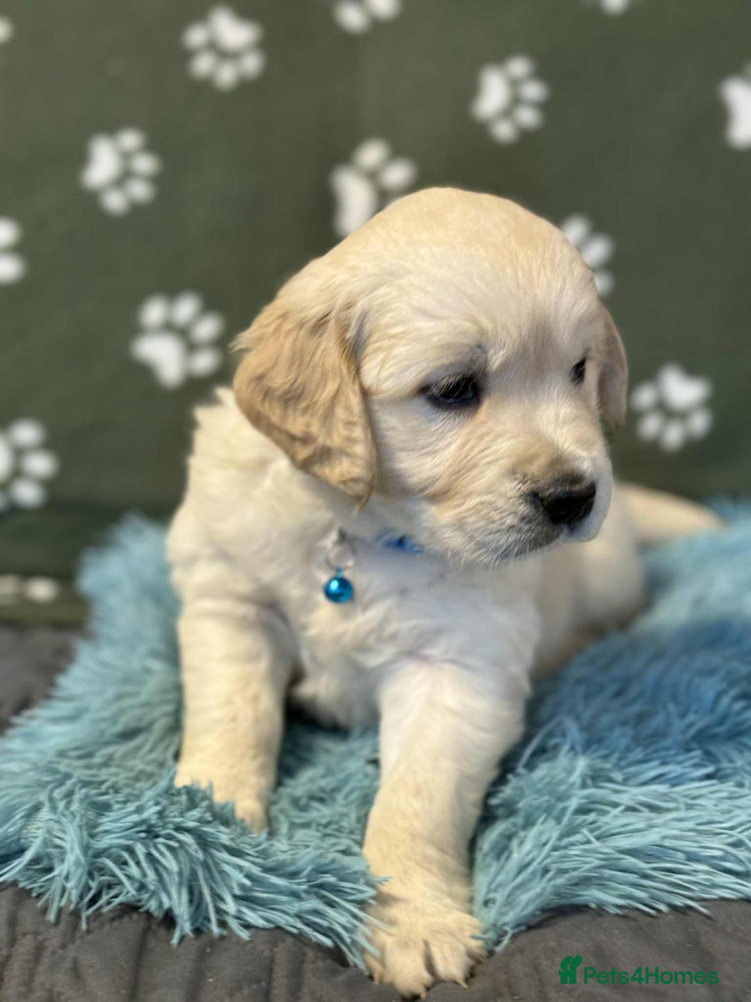 Golden Retriever dogs for sale: Stunning health tested Golden Retriever Puppies  - Advert 35