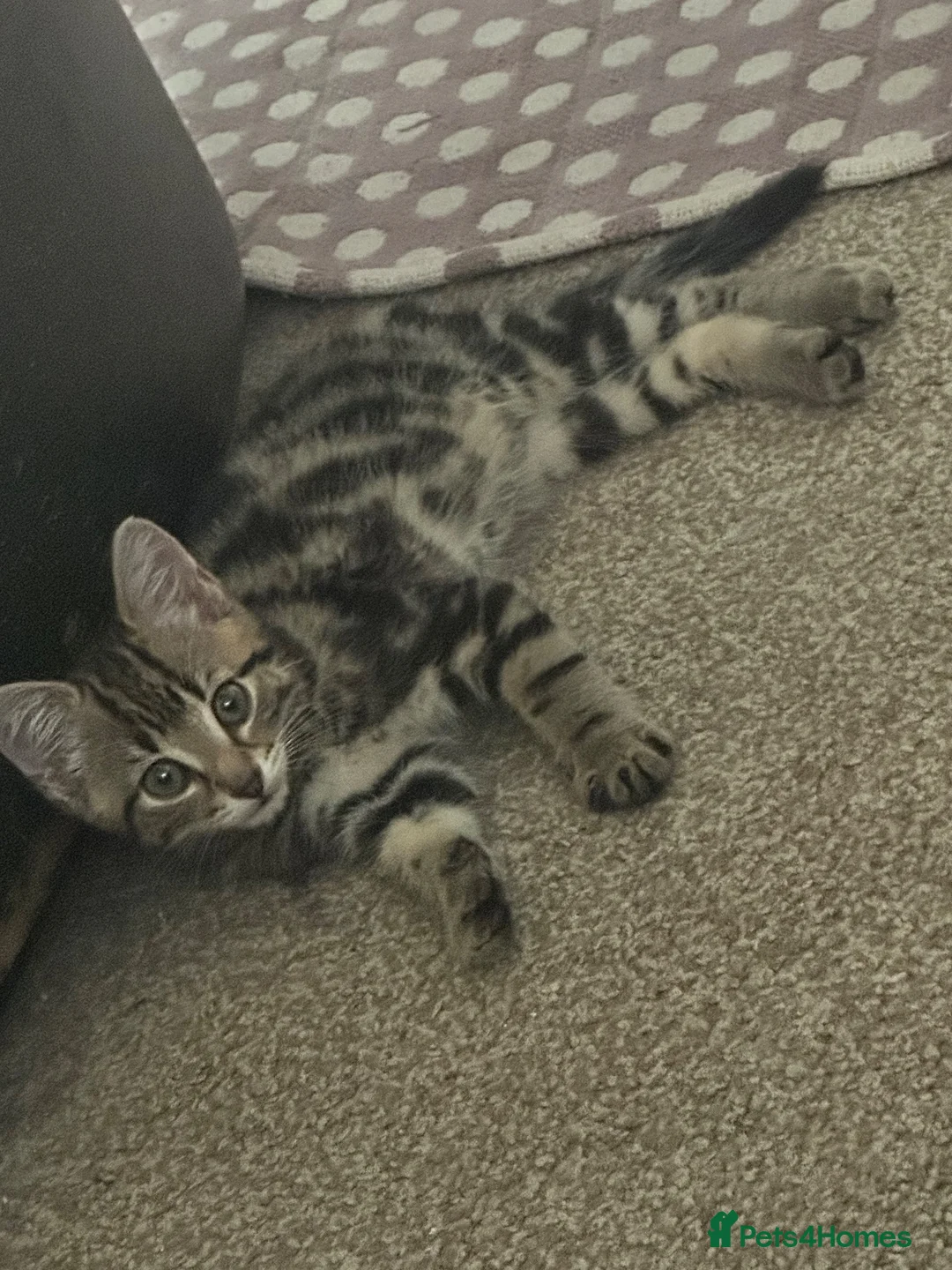 Mixed Breed cats for sale: Kitten for sale  - Advert 2
