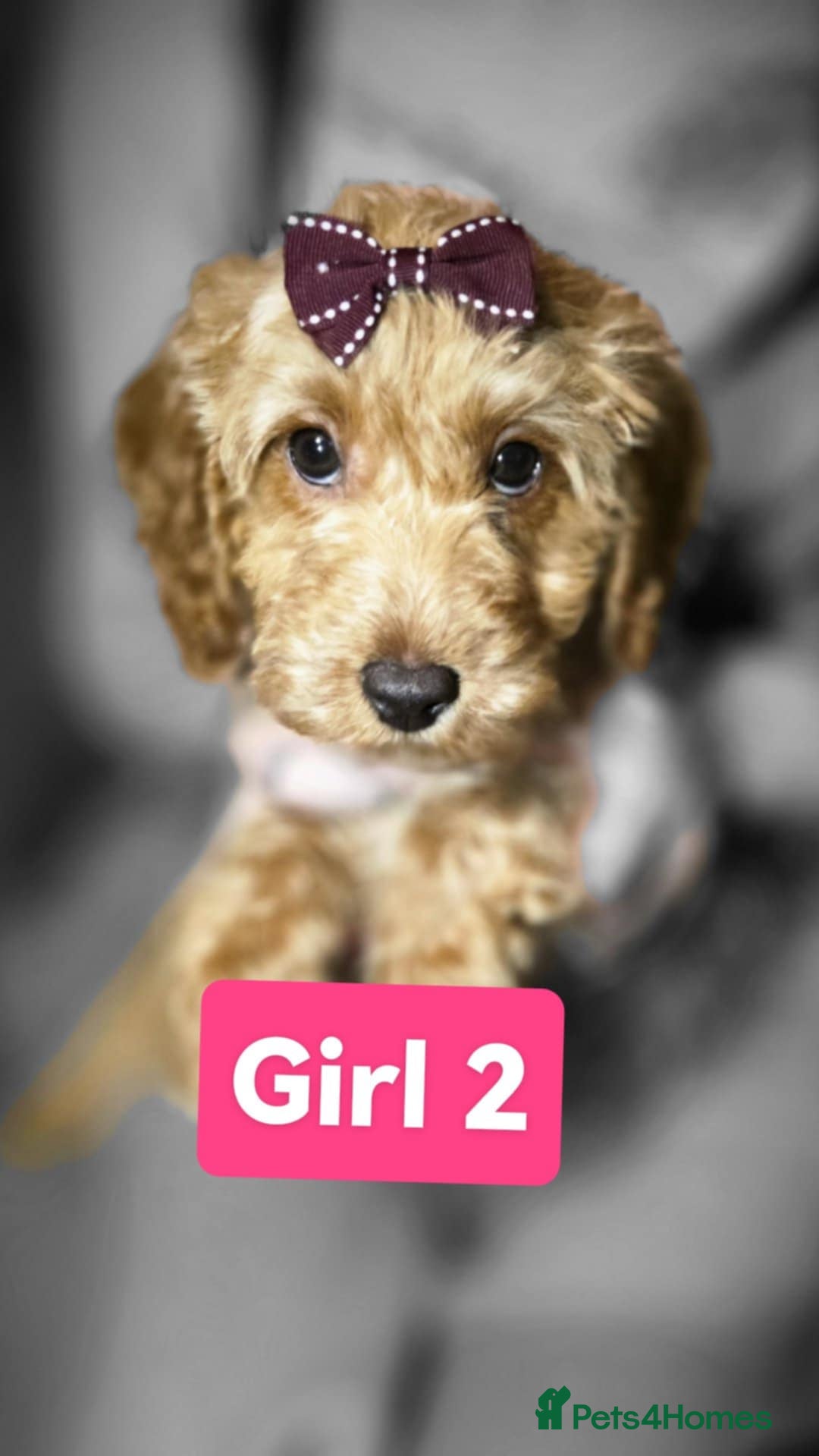 Cockapoo dogs for sale: Cockapoo female - Image 4