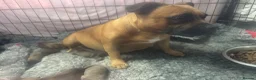 Staffordshire Bull Terrier dogs for sale: 6 red boys  - Advert 10