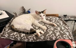 Mixed Breed cats for adoption: 3 year old Indoor Cuddle Buddy  - Image 6