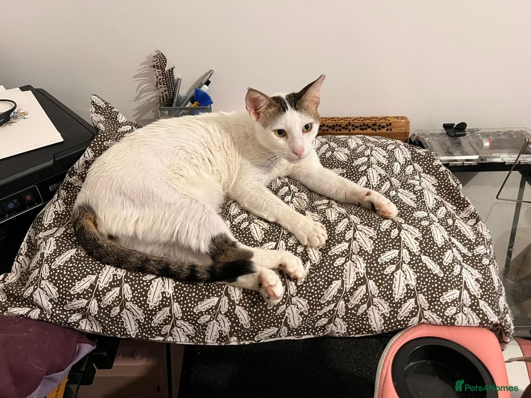 Mixed Breed cats for adoption: 3 year old Indoor Cuddle Buddy  - Image 6