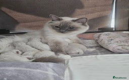 Ragdoll cats for sale: Stunning registered seal tabby ragdoll GC lines - Image 32