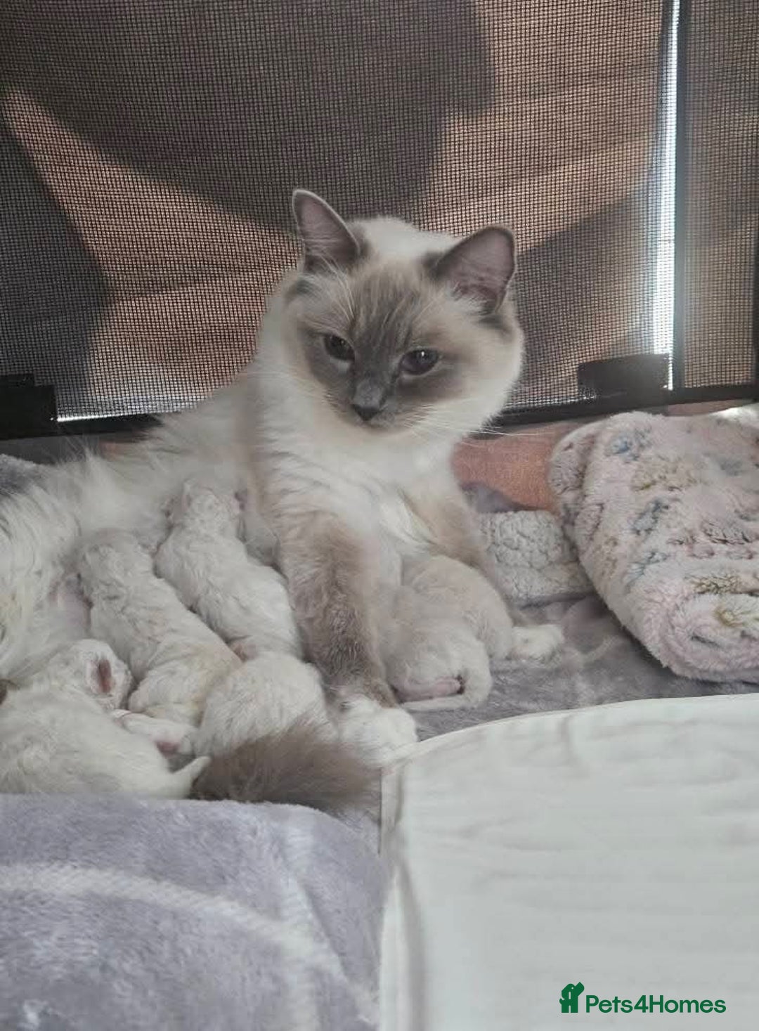 Ragdoll cats for sale: Stunning registered seal tabby ragdoll GC lines - Image 32