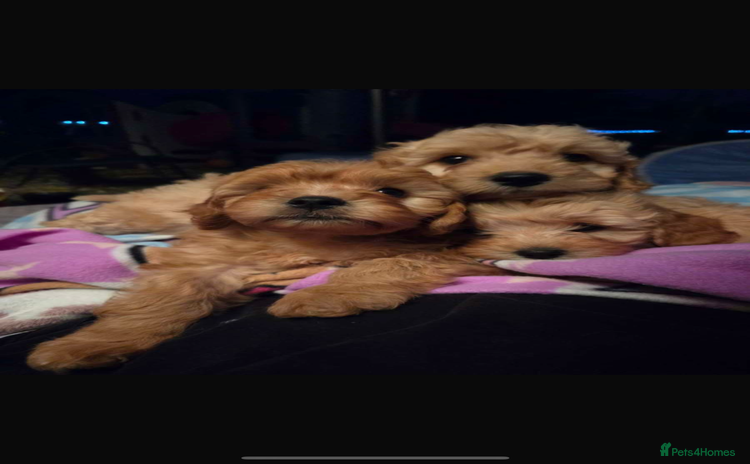 Cavapoo dogs - Advert 1