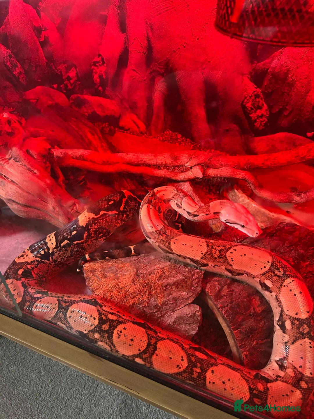 Boa Snake reptiles for sale: Beautiful Boa Constrictor for Sale in Bristol - Advert 2