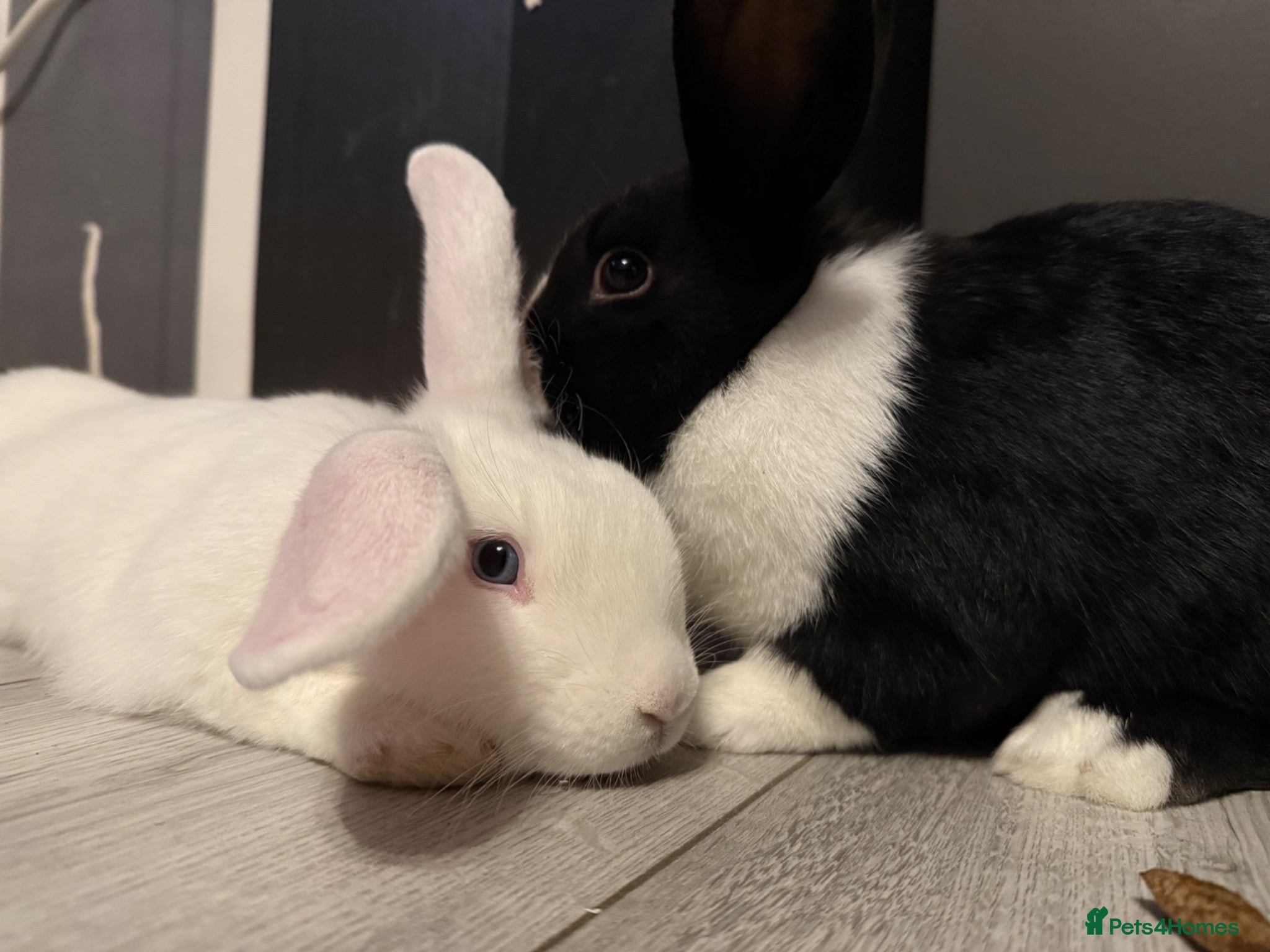 Mixed Breed rabbits for sale: 2 male rabbits for sale  - Advert 2