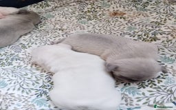 French Bulldog dogs for sale: Platinum cream velvet french bulldogpup 4 week old - Image 6