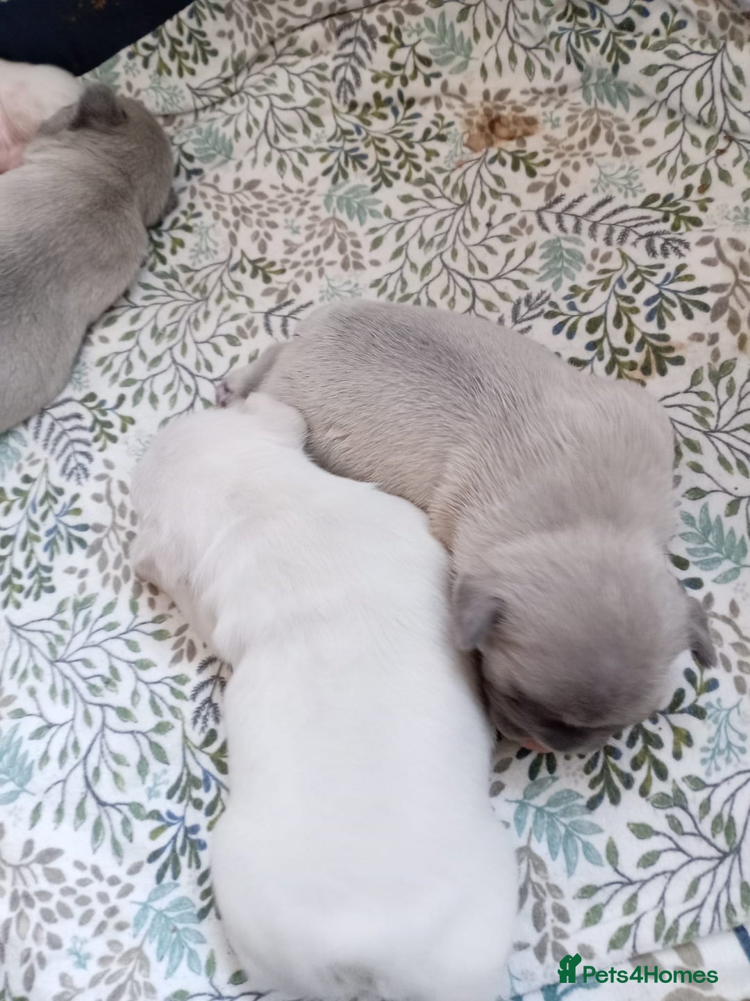 French Bulldog dogs for sale: Platinum cream velvet french bulldogpup 4 week old - Image 6