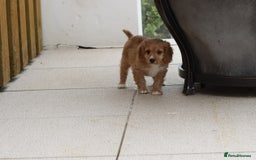 Cavapoo dogs for sale: F1 Cavapoo puppies for sale - Image 21
