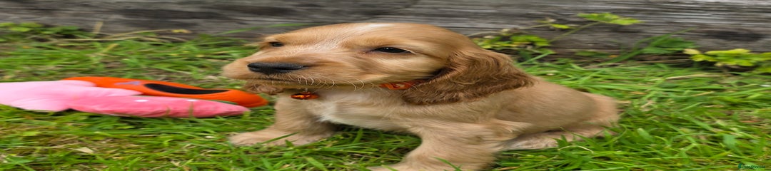 Cocker Spaniel Puppy 3