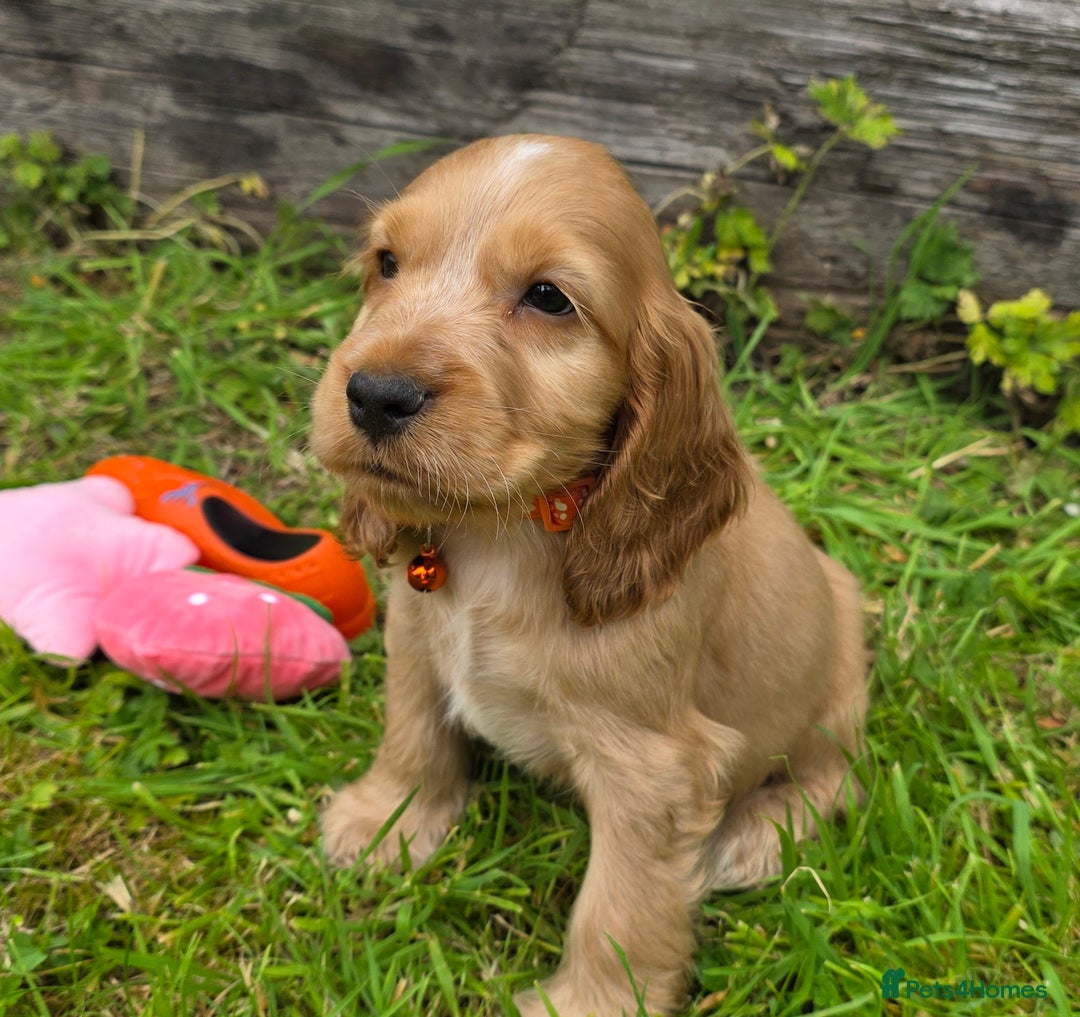 Cocker Spaniel dogs for sale: ⭐️ Show Type Cocker Spaniels ⭐️ - Image 9