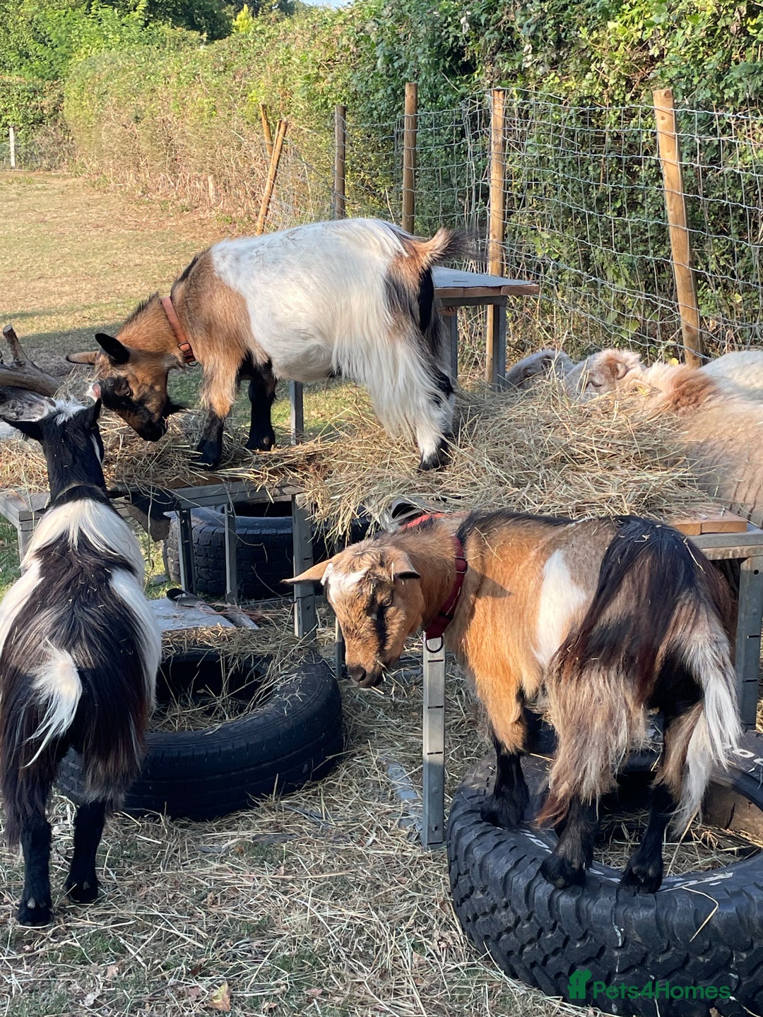 Goats livestock for sale: Three gorgeous male Pygmy goats. Must go together. - Advert 2