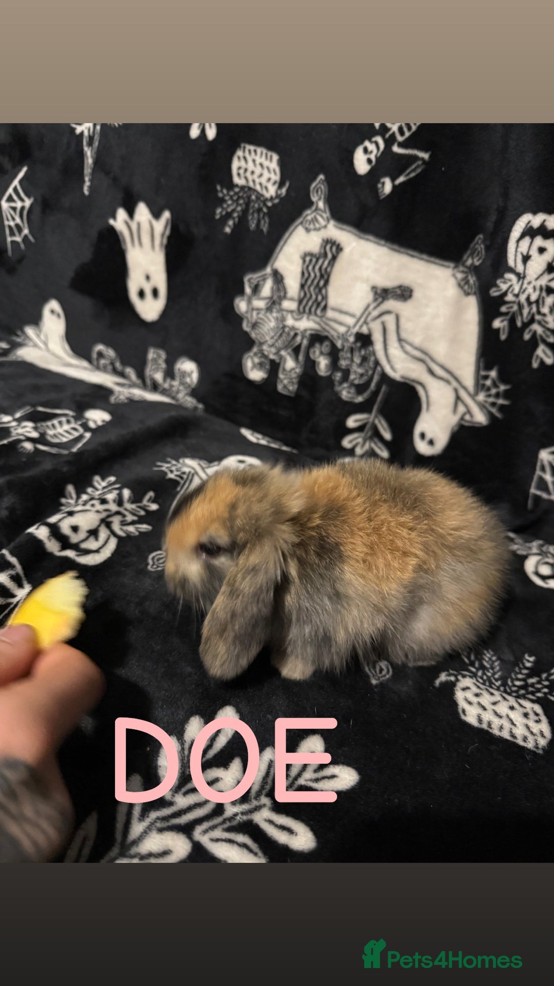 Mini Lop rabbits for sale: 3 Harlequin Mini Lops Available - Advert 4
