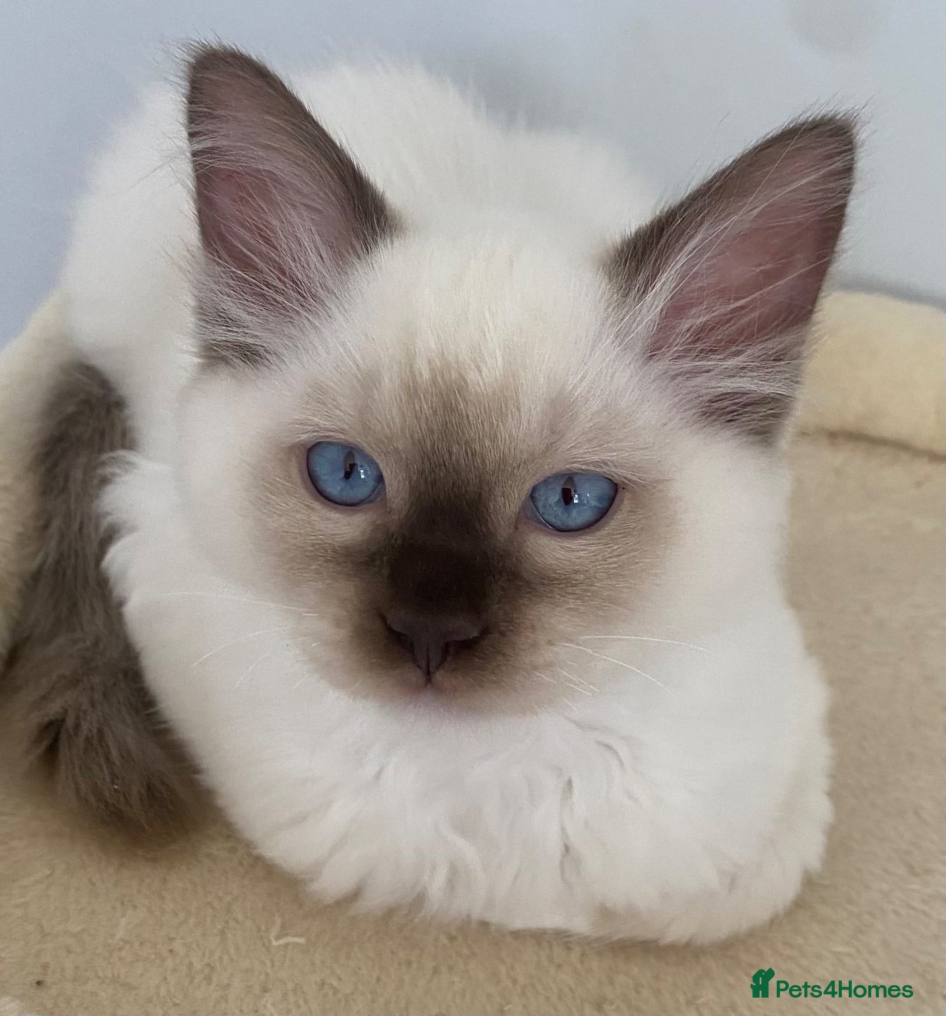 Ragdoll cats TICA REGISTERED PUREBRED RAGDOLL KITTENS AVAILABLE - Advert 9