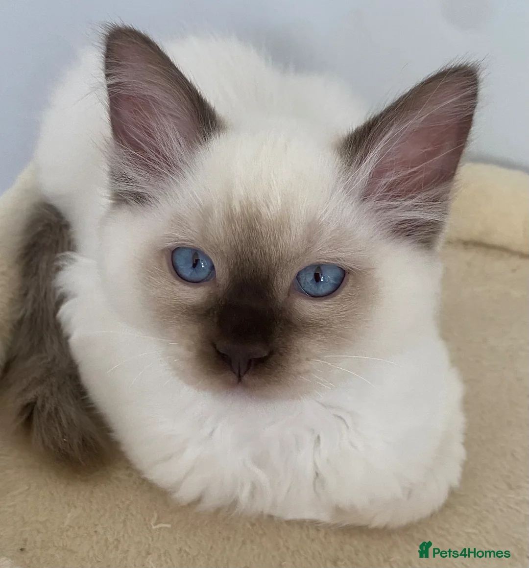 Ragdoll cats for sale: 3 LEFT!!! TICA REGISTERED RAGDOLL KITTENS  - Advert 1