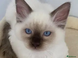 Ragdoll cats 3 Boys Left! TICA REGISTERED RAGDOLL CATS - Advert 2