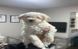 Maltipoo dogs for sale: 3 Gorgeous Maltipoo Puppies - Advert 1
