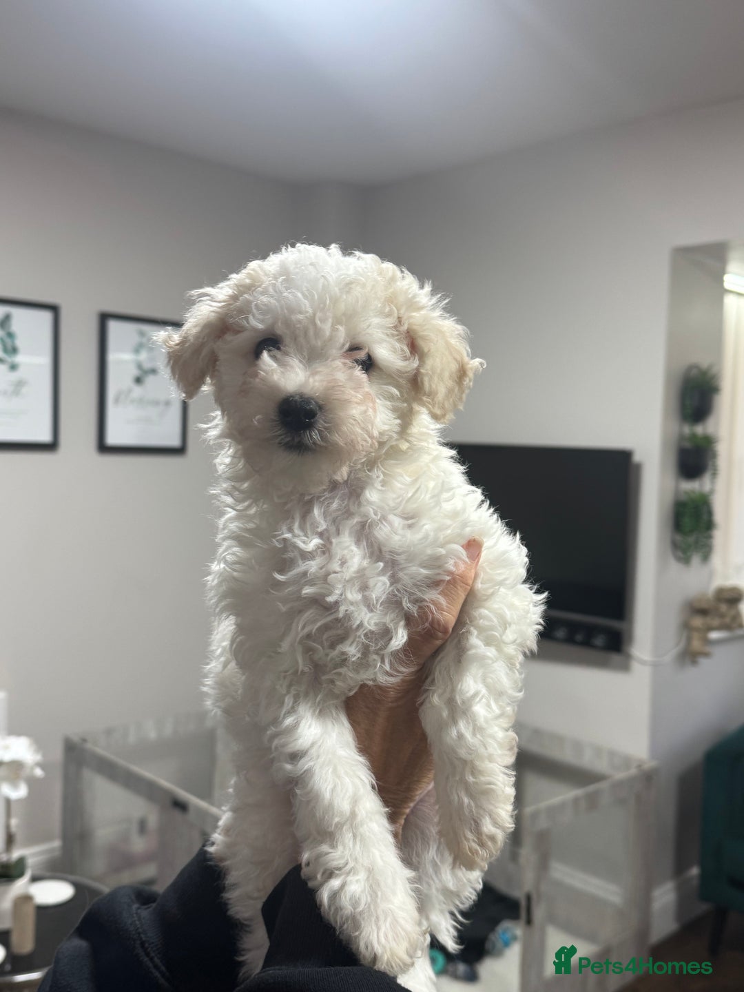 Maltipoo dogs for sale: 3 Gorgeous Maltipoo Puppies - Advert 1