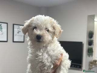 Maltipoo dogs for sale: 3 Gorgeous Maltipoo Puppies - Advert 1