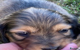 Miniature Dachshund dogs for sale: English Cream Mini Long Haired Dachshund  - Image 16