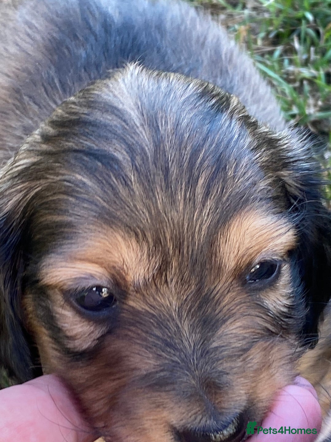 Miniature Dachshund dogs for sale: English Cream Mini Long Haired Dachshund  - Image 16