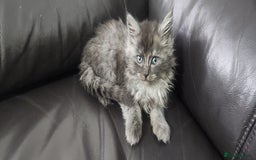 Maine Coon cats for sale: XXL Pure Maine Coon kittens for sale  - Image 2