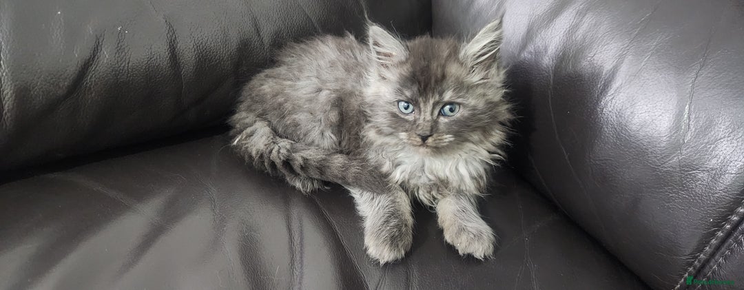 Maine Coon cats for sale: XXL Pure Maine Coon kittens for sale  - Image 2