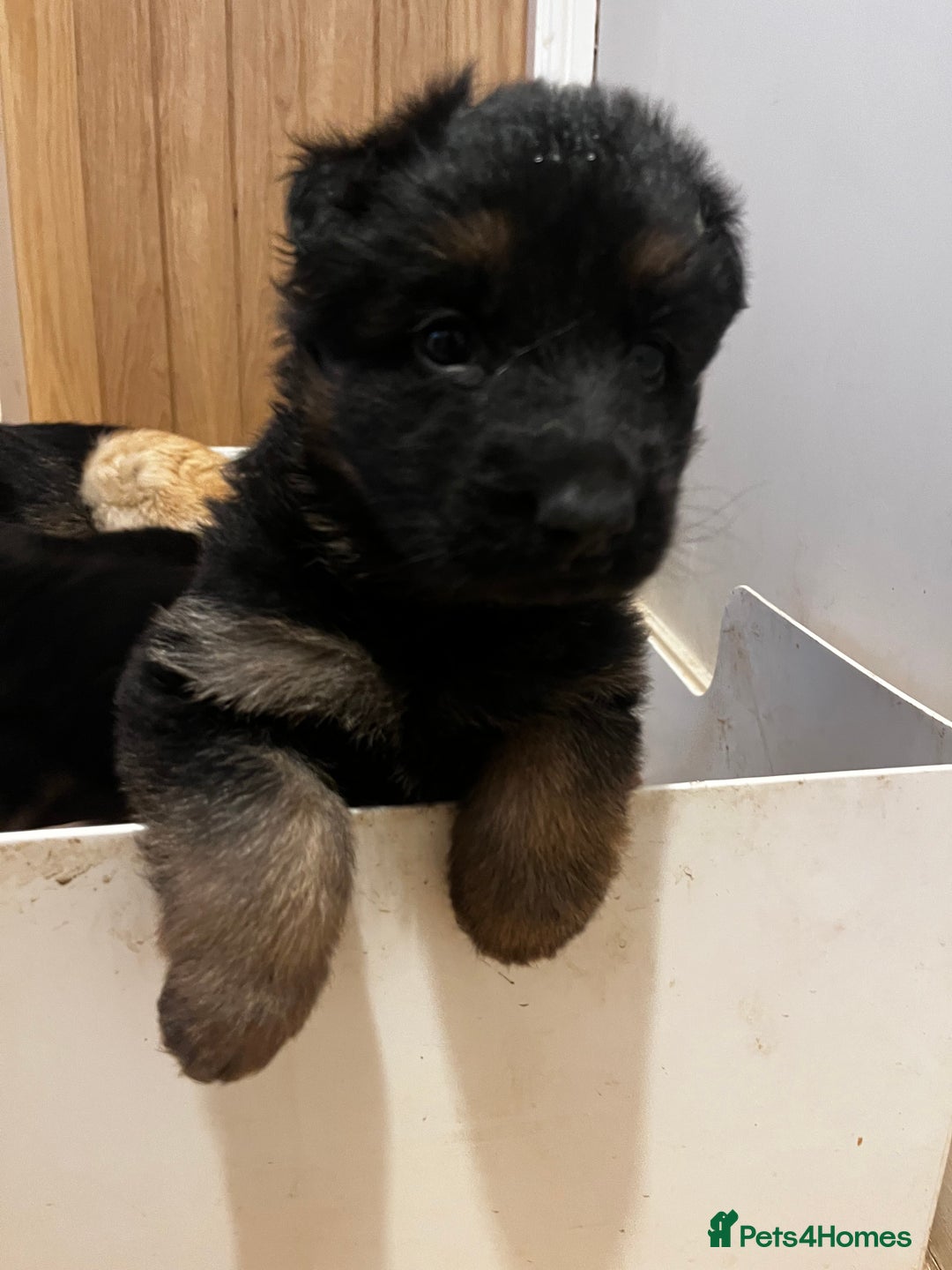 German Shepherd dogs for sale: German shepherds pups - Advert 6
