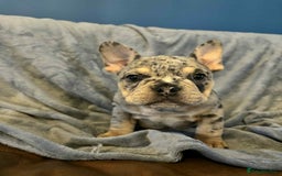 Mixed Breed dogs for sale: Beautiful spotty babies - Image 21