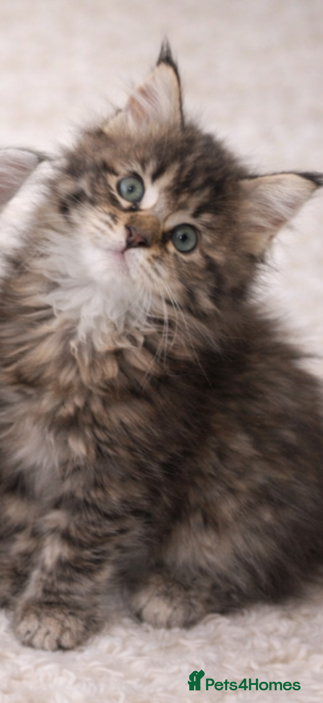 Maine Coon cats for sale: Registered Maine coon kittens  - Advert 14