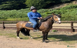American Quarter horses for sale: Freddie a legend in the making  - Image 3