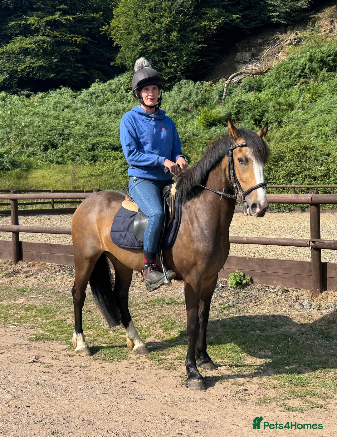 American Quarter horses for sale: Freddie a legend in the making  - Image 3