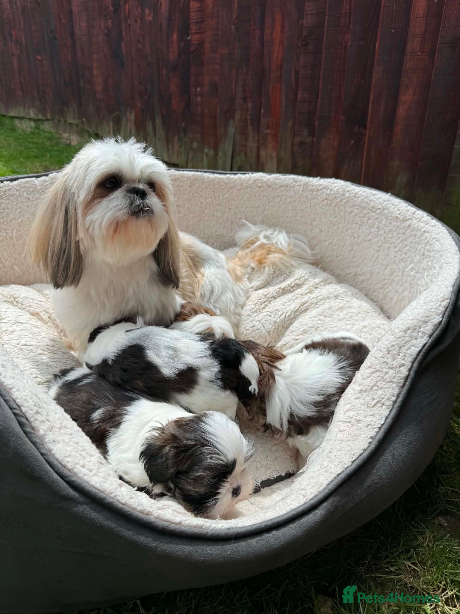 Shih Tzu dogs Shihtzu puppies for sale  - Advert 2