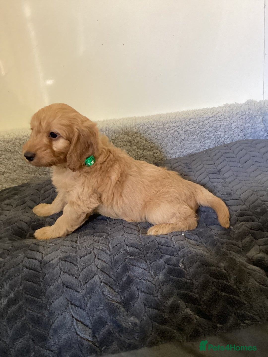 Cockapoo dogs for sale: F1 cockapoos  - Image 1