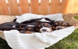 Basset Hound dogs for sale: Beautiful Basset Hound Puppies Available 🐾💛 - Image 3