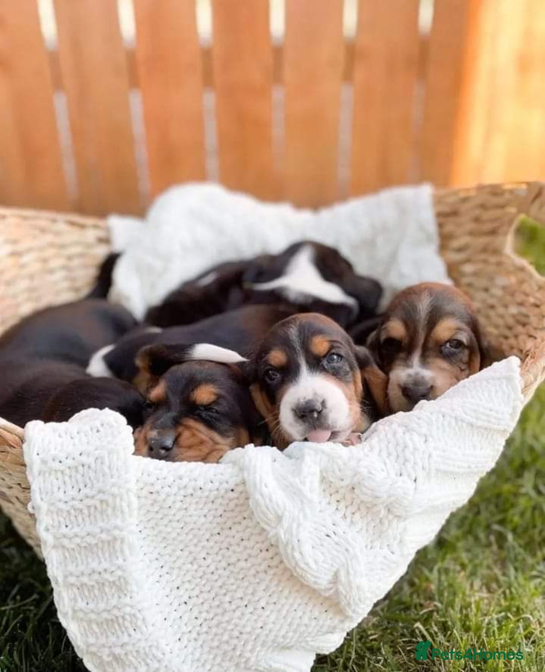 Basset Hound dogs for sale: Beautiful Basset Hound Puppies Available 🐾💛 - Image 3