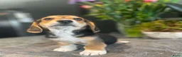 Mixed Breed dogs for sale: Beautiful Corgi cross basset pups 🐾 - Advert 13