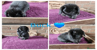 Mini Lop rabbits - Advert 4
