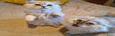 Scottish Fold 4